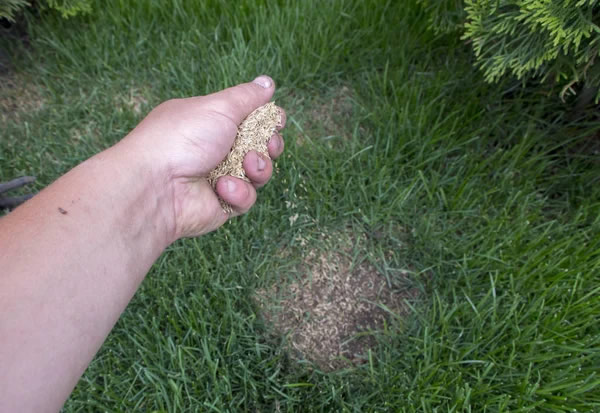 Overseeding a lawn in Overland Park, KS