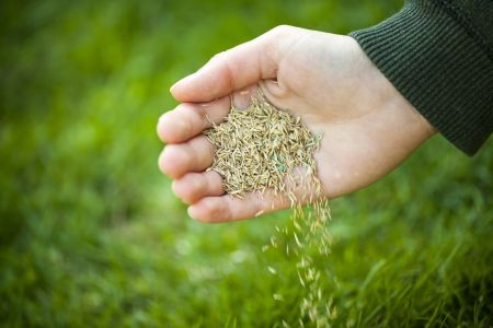 Tall Fescue vs. Kentucky Bluegrass: Which Grass Do You Have and Does It Need Overseeding?