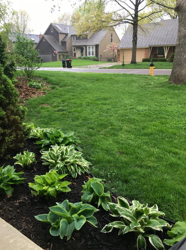 Overseeding fertilization second
